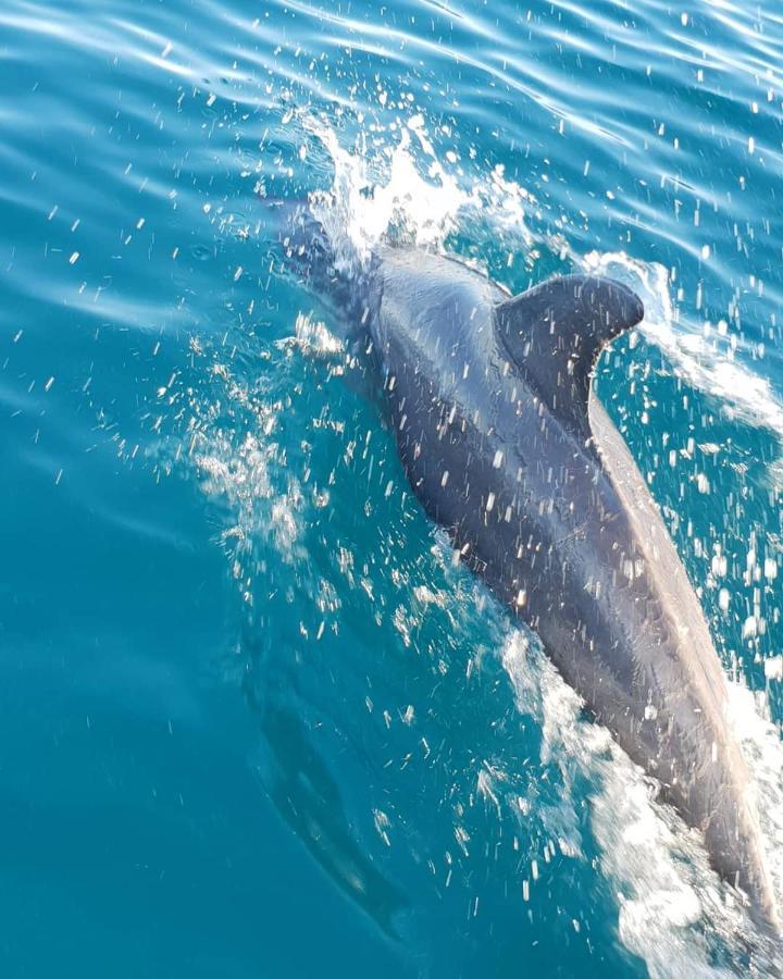 Dolphin Dhow Beach Safaris Vilanculos Ngoại thất bức ảnh